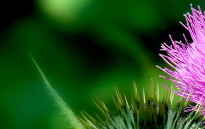 Pegasti badelj in njegov vpliv na naše zdravje! 2. del Pegasti badelj in njegov vpliv na naše zdravje! 2. del